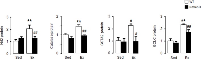 Figure 1—figure supplement 3.