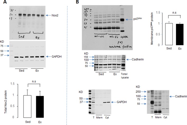 Figure 1—figure supplement 2.