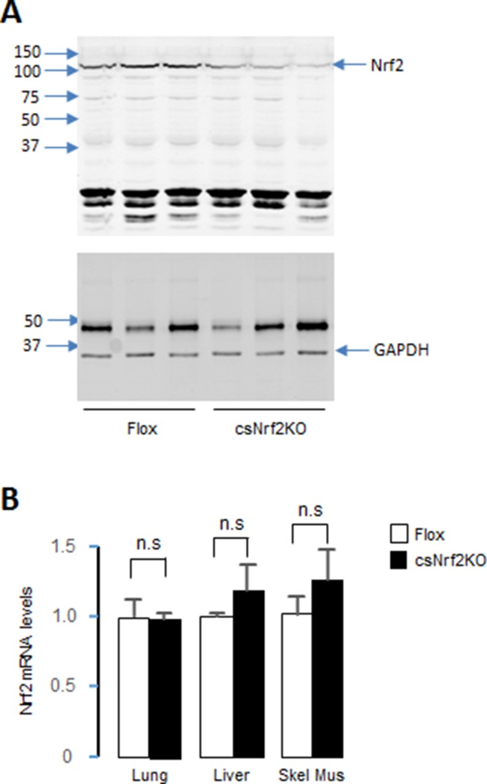 Figure 3—figure supplement 1.