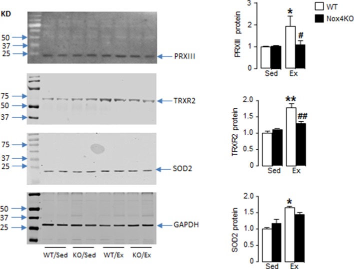 Figure 4—figure supplement 2.