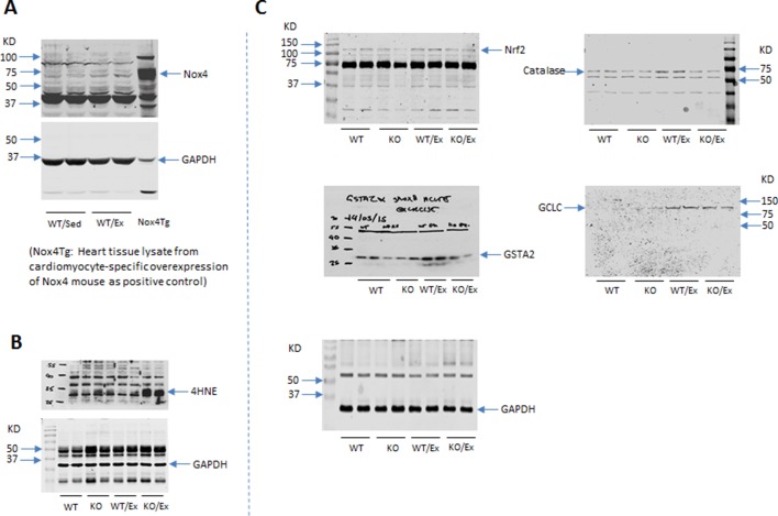 Figure 1—figure supplement 1.