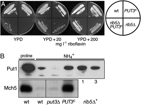 Figure 5.—