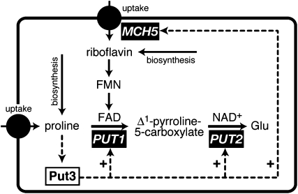 Figure 6.—