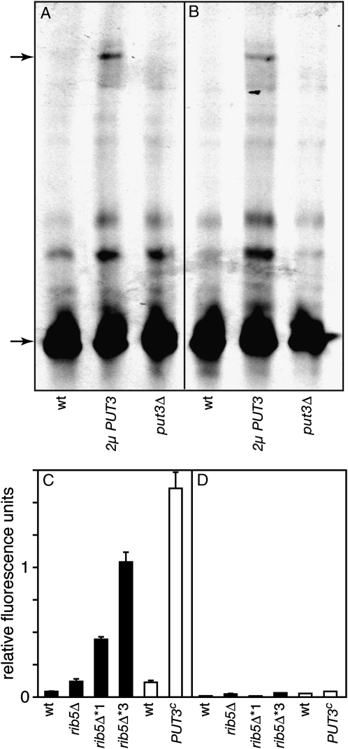 Figure 4.—