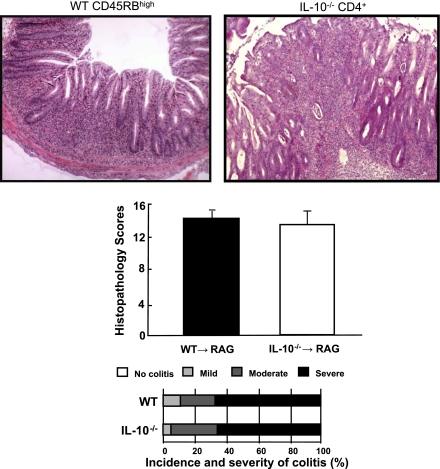 Fig. 12.