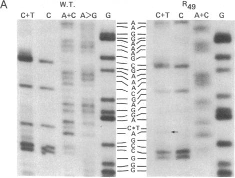 graphic file with name pnas00008-0458-a.jpg