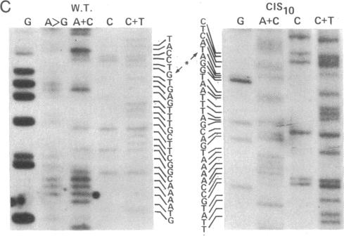 graphic file with name pnas00008-0458-c.jpg