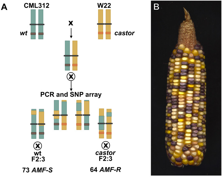 Figure 1—figure supplement 1.