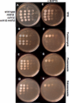 FIGURE 4.