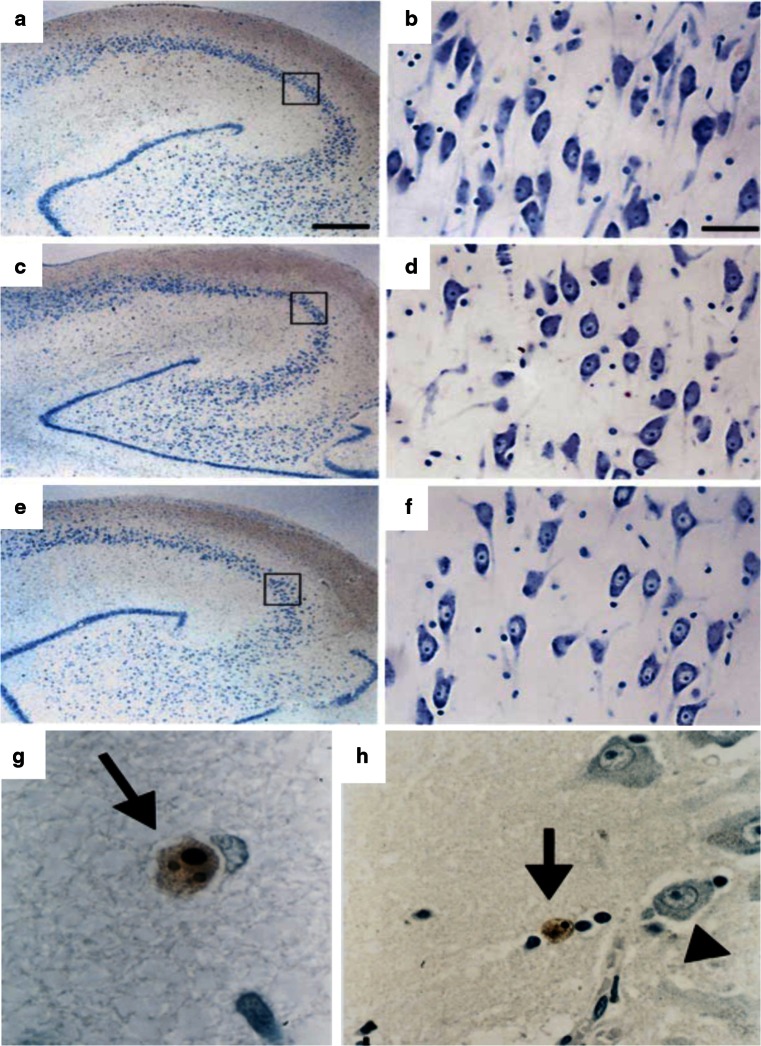 Fig. 7