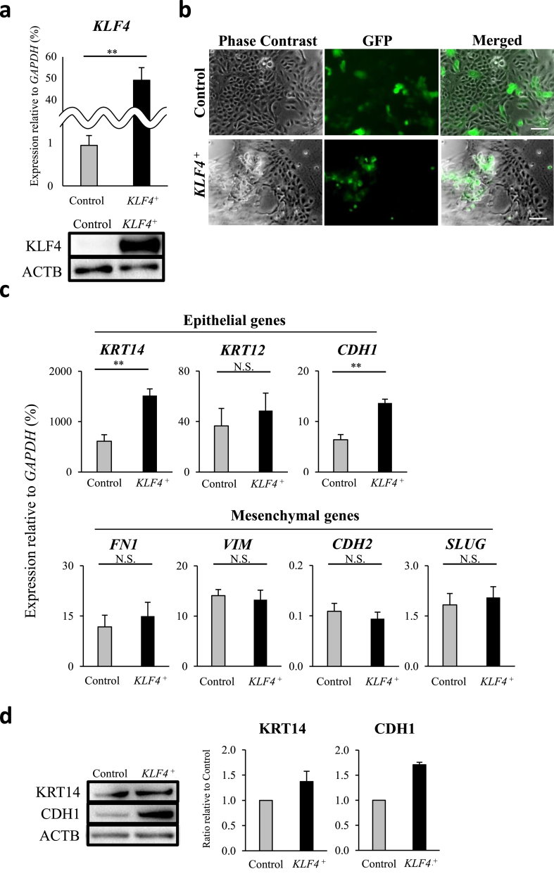 Fig. 4