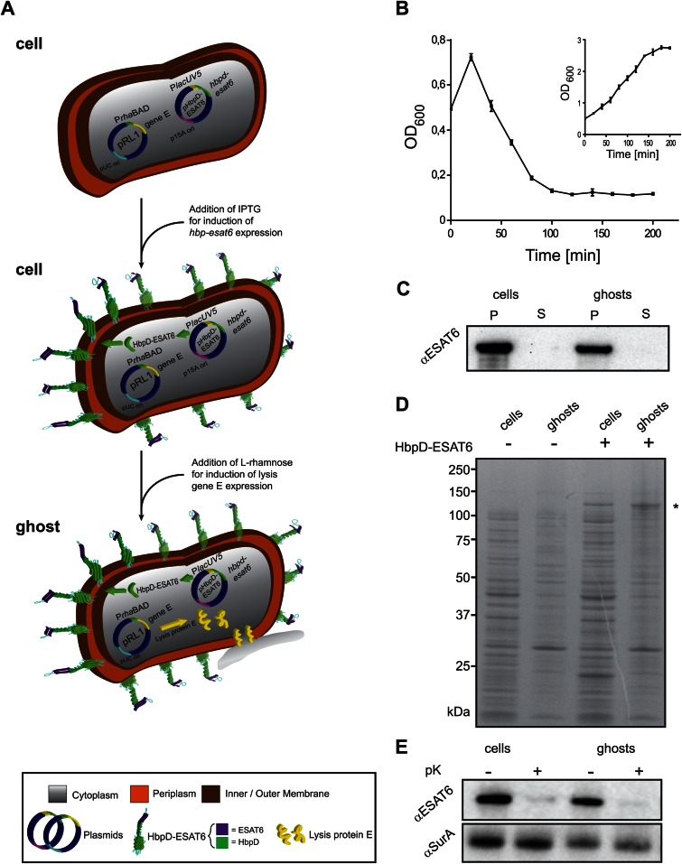 FIG 4