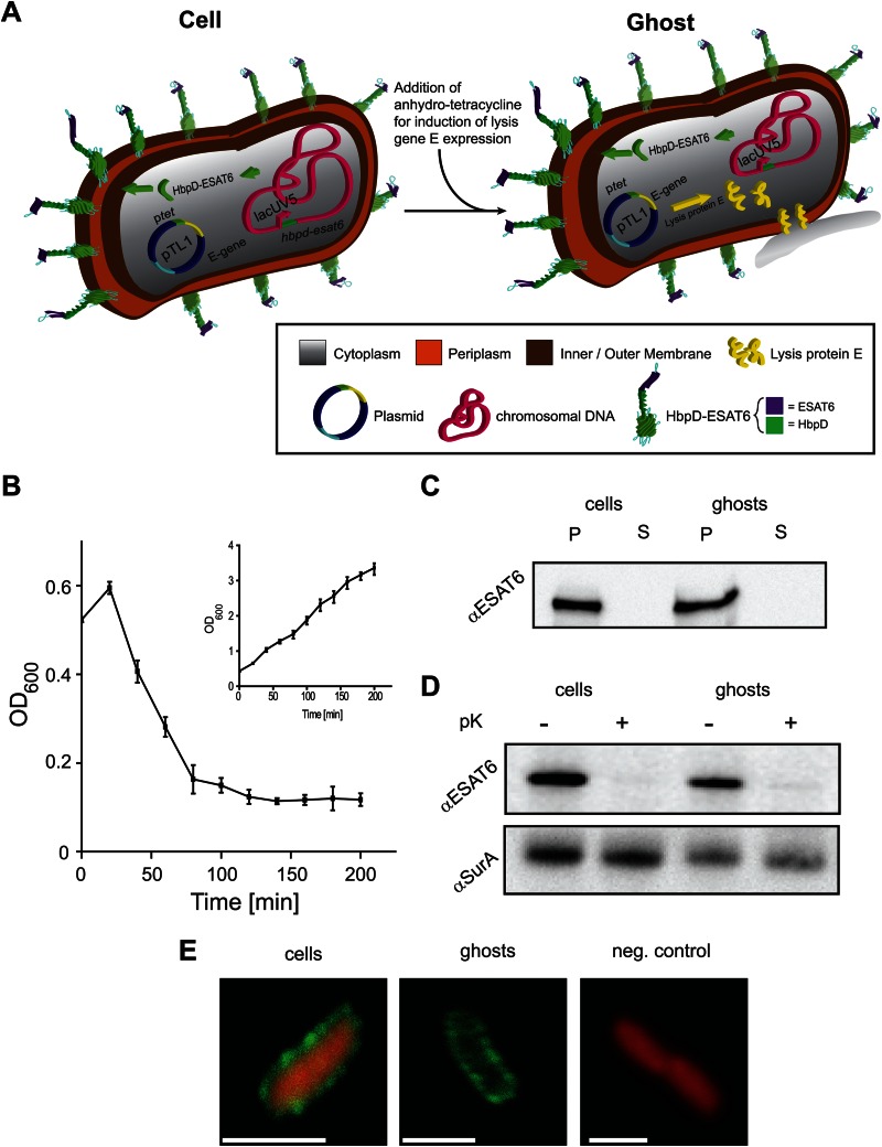 FIG 6