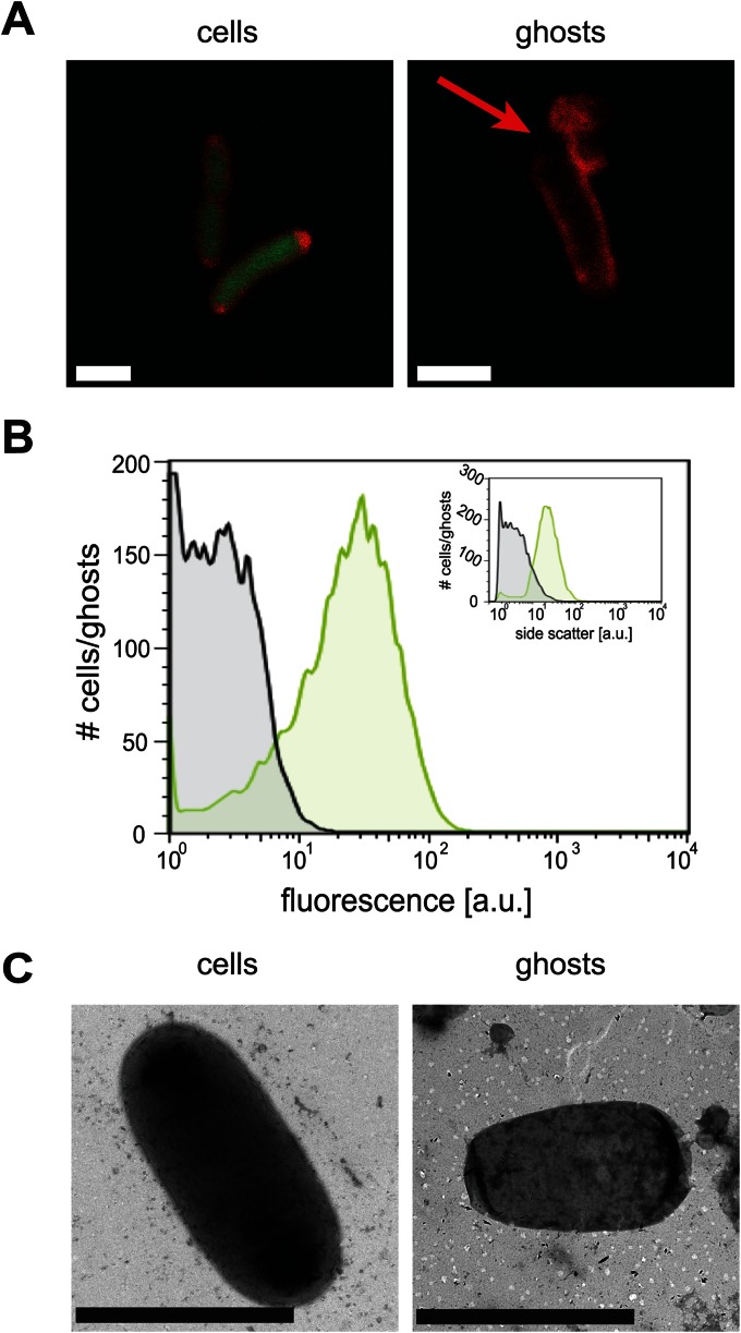 FIG 2