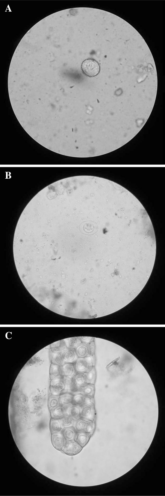 Fig. 1