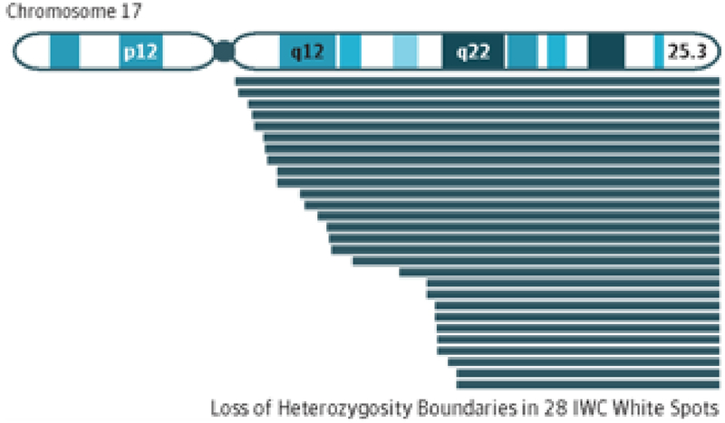 Overlapping Independent Loss of Heterozygosity Events on Chromosome 17 in IWC White Spots