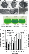 Figure 4.