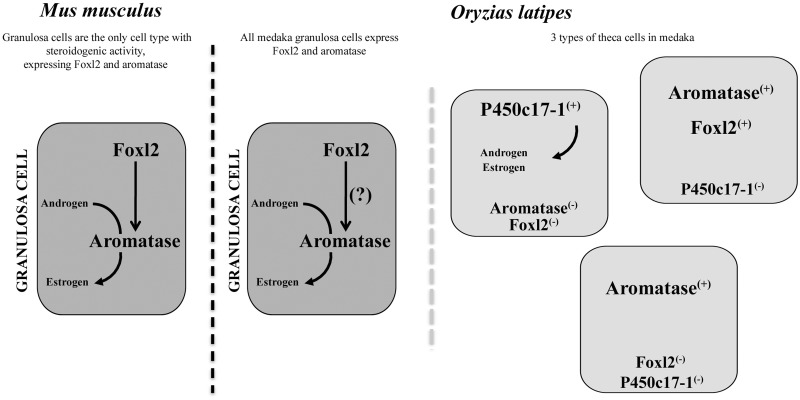 Fig. 11.