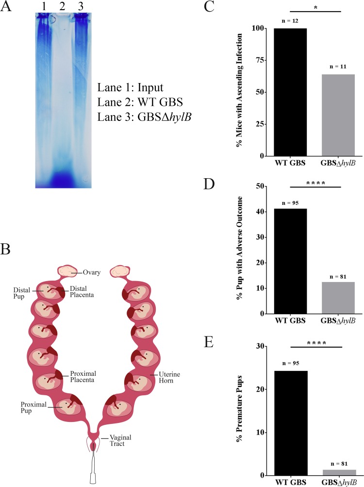 FIGURE 2 