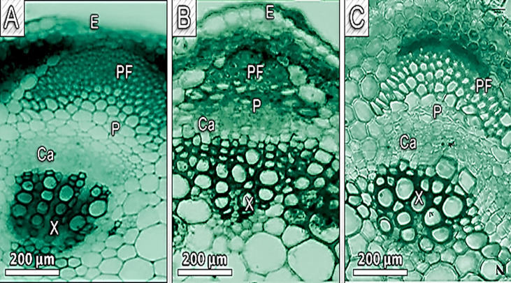 Figure 5