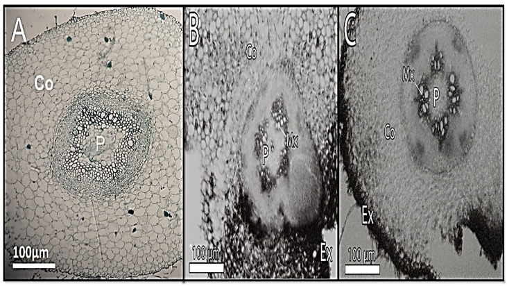 Figure 3