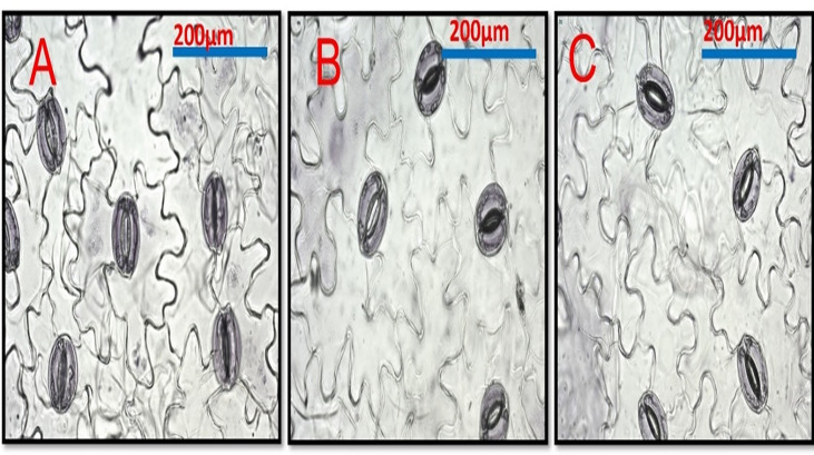 Figure 6