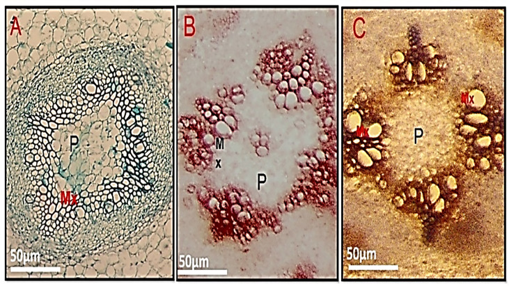 Figure 4