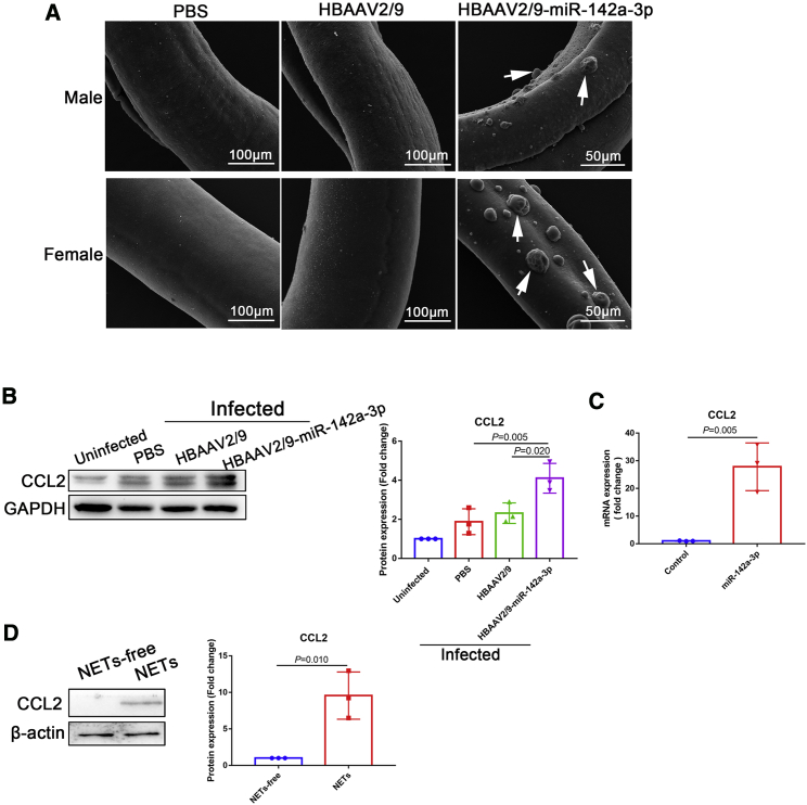 Figure 7