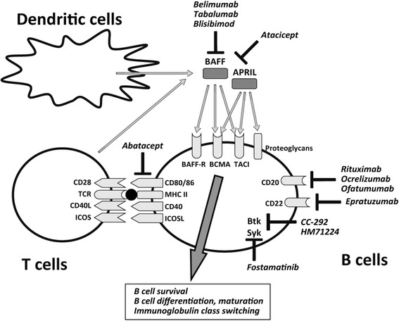 BAFF- and APRIL-targeted therapy in systemic autoimmune diseases - PMC