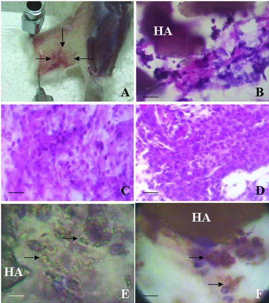 Fig 1.