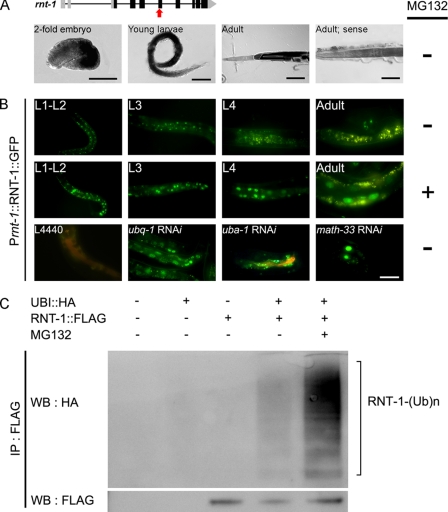 FIGURE 1.