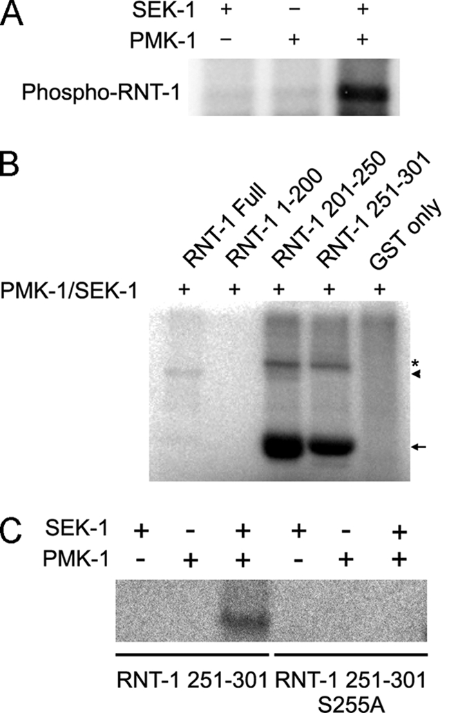 FIGURE 4.