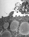 FIG. 5.