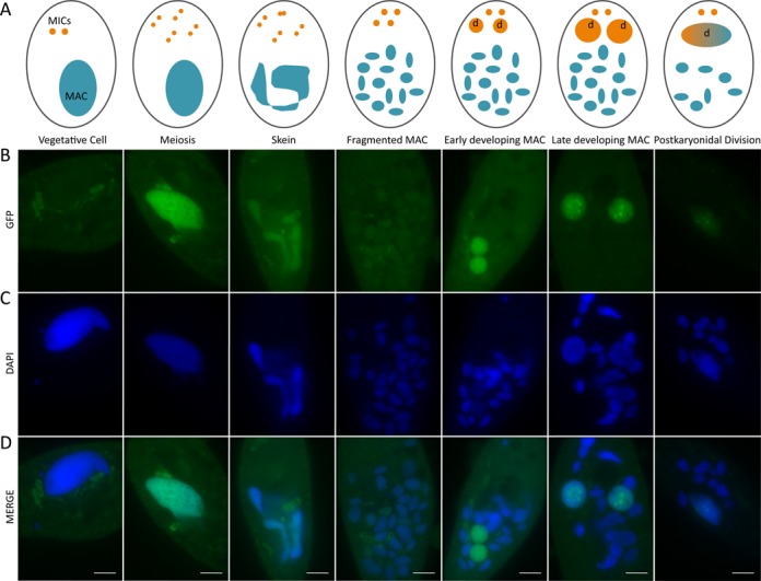 Figure 3.