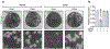 Extended Data Fig. 6 |