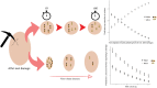 Graphical Abstract