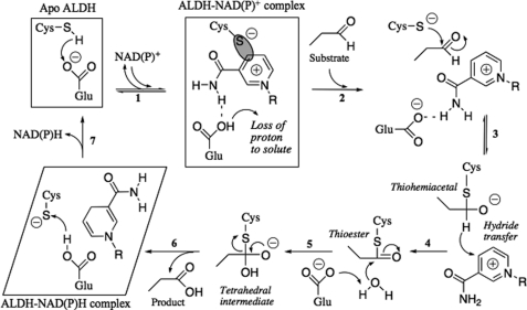 FIGURE 1.