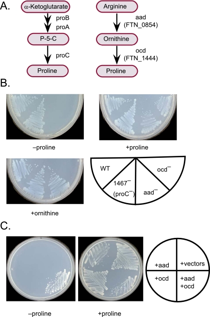 FIG 2 