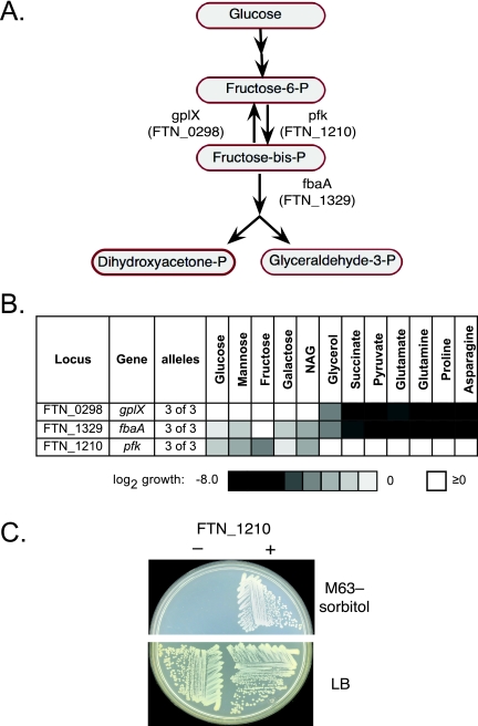 FIG 1 