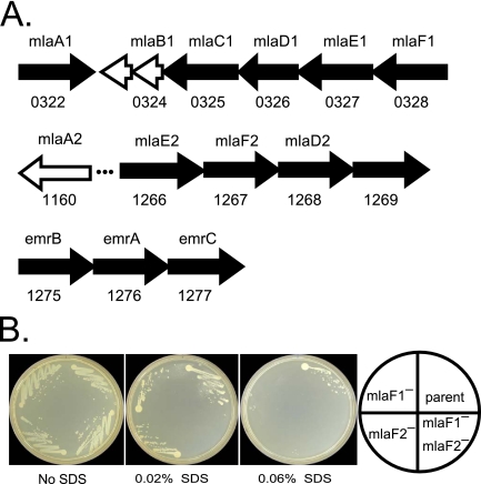 FIG 4 