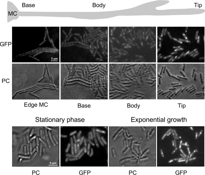 FIG 2 