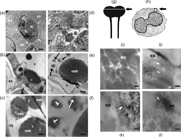 Fig. 8.