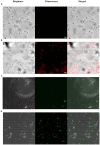 FIGURE 4