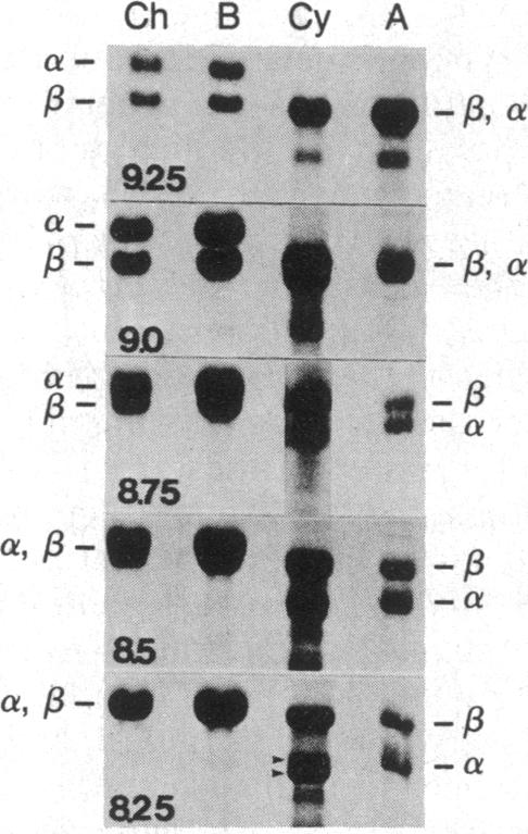 graphic file with name pnas00360-0196-a.jpg