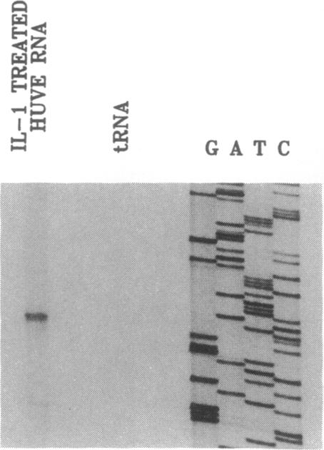 graphic file with name pnas01067-0413-a.jpg