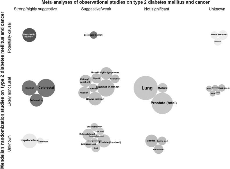 Figure 4. Triangulation of evidence from observational and Mendelian randomization studies assessing association between type 2 diabetes and site-specific cancers. Bubble size corresponds to the number of cases in the corresponding meta-analysis (more cases→larger bubble). If no meta-analysis was available but an MR analysis was, then bubble size represents the number of cases in the MR analysis. Unless stated as incidence/mortality (i.e., both), is incidence, *, mortality.