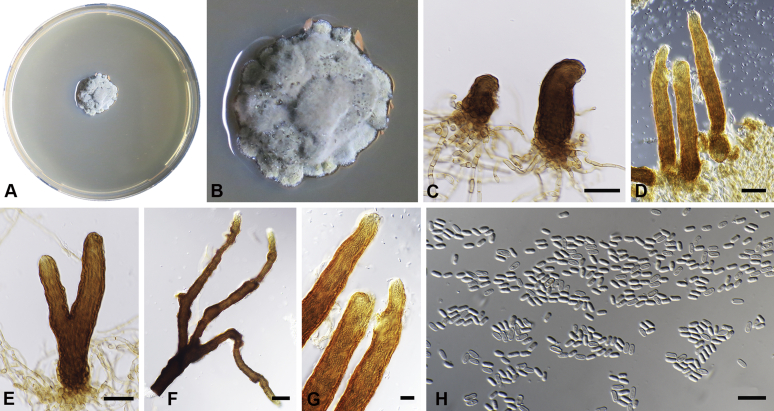 Fig. 21