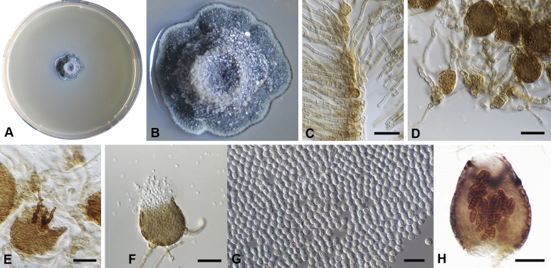 Fig. 10