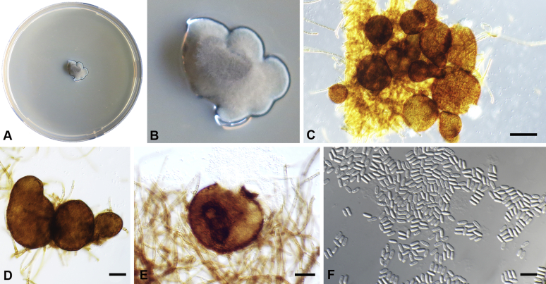 Fig. 18