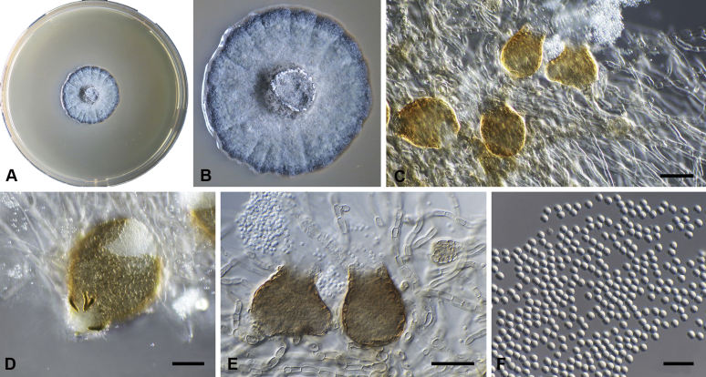 Fig. 11